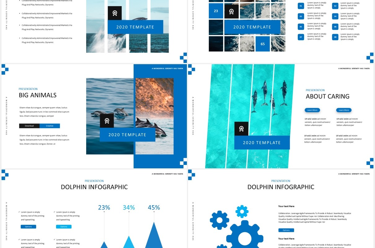 简约蓝色海豚宣传介绍PPT模板Dolphine Species Templates