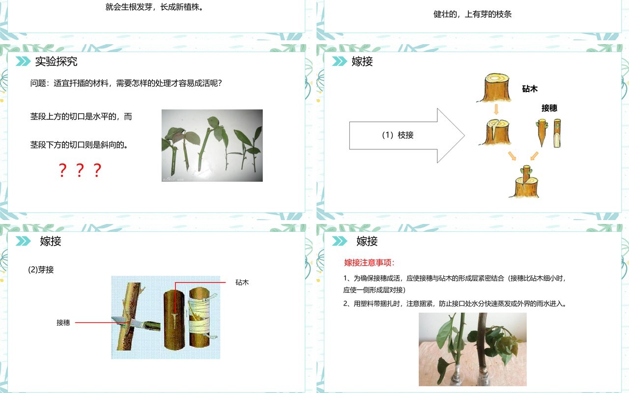 部编版八年级生物下册植物的生殖课件PPT模板