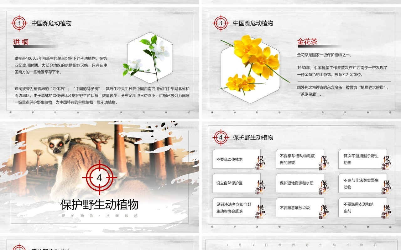 灰色简约风保护野生动植物宣传PPT模板