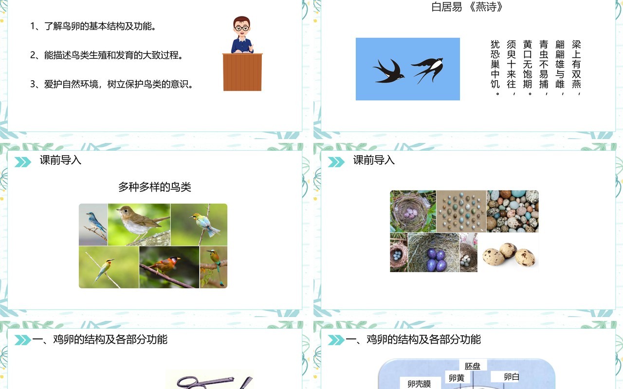 部编版八年级生物下册鸟的生殖和发育课件PPT模板