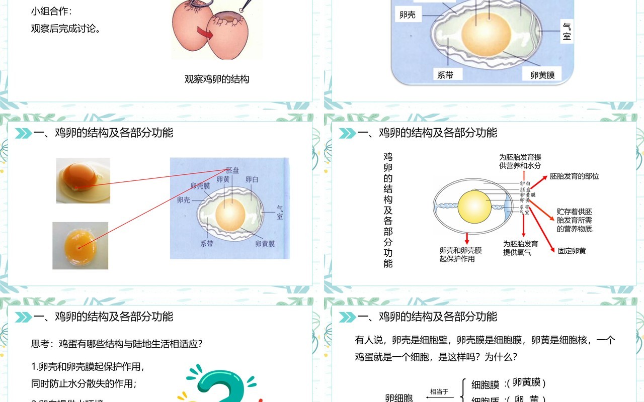 部编版八年级生物下册鸟的生殖和发育课件PPT模板