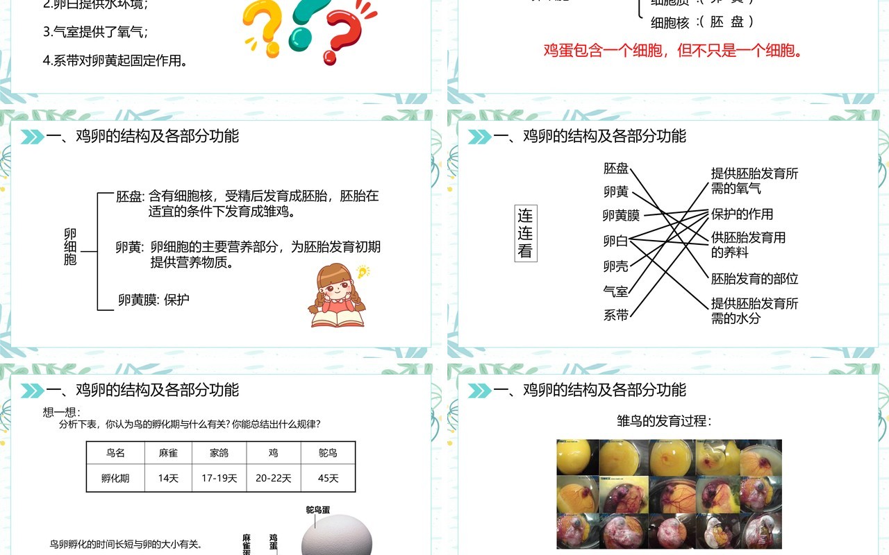 部编版八年级生物下册鸟的生殖和发育课件PPT模板