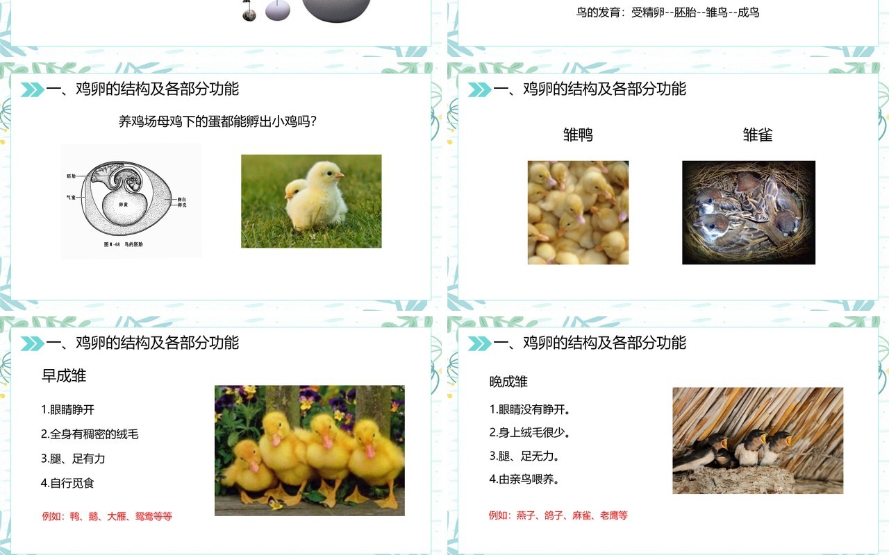 部编版八年级生物下册鸟的生殖和发育课件PPT模板