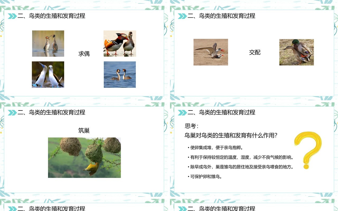 部编版八年级生物下册鸟的生殖和发育课件PPT模板