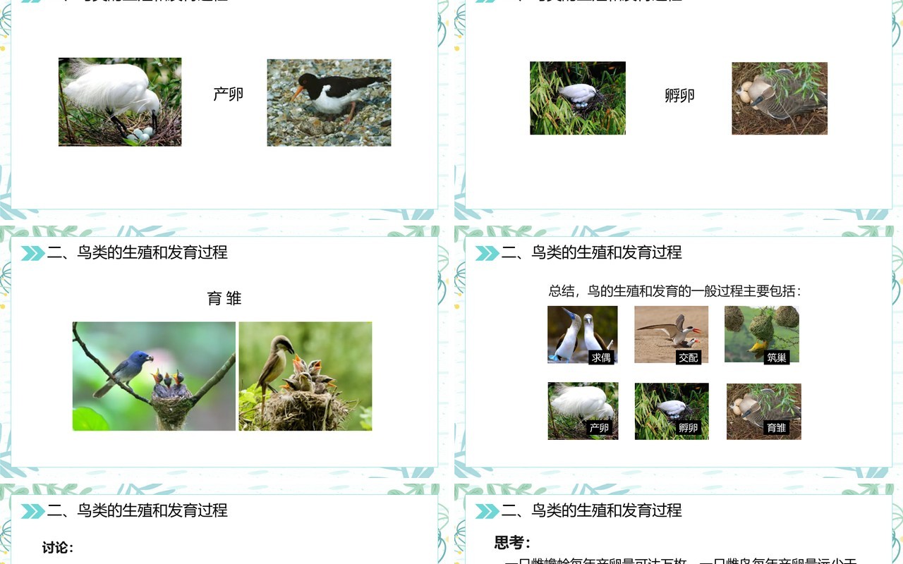 部编版八年级生物下册鸟的生殖和发育课件PPT模板