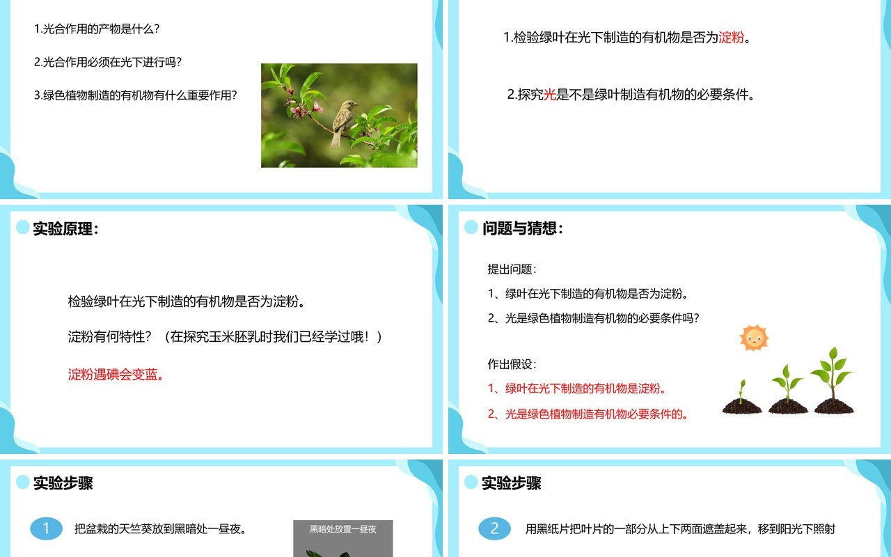 人教版七年级生物上册绿色植物是生物圈中有机物的制造者课件PPT模板