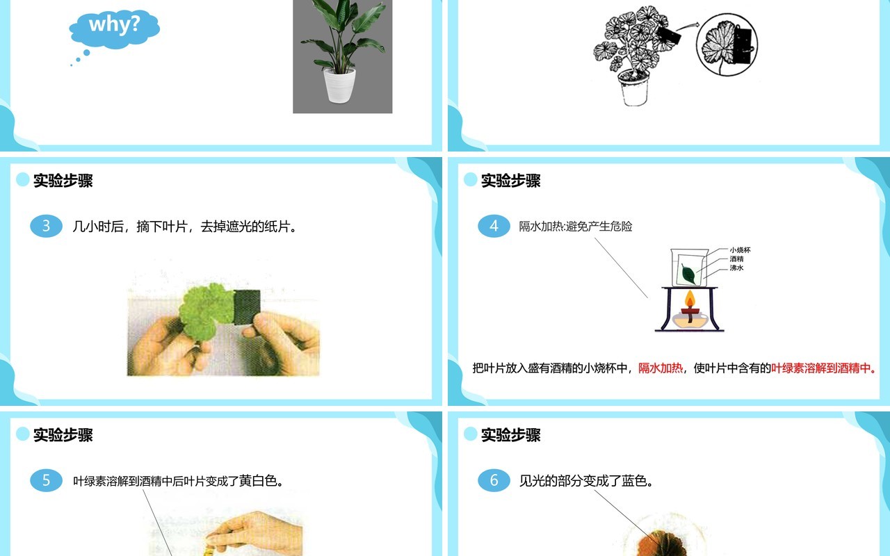 人教版七年级生物上册绿色植物是生物圈中有机物的制造者课件PPT模板