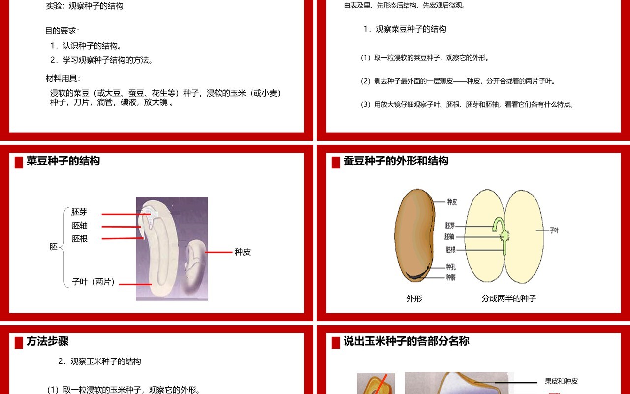 部编版七年级生物上册种子植物课件PPT模板