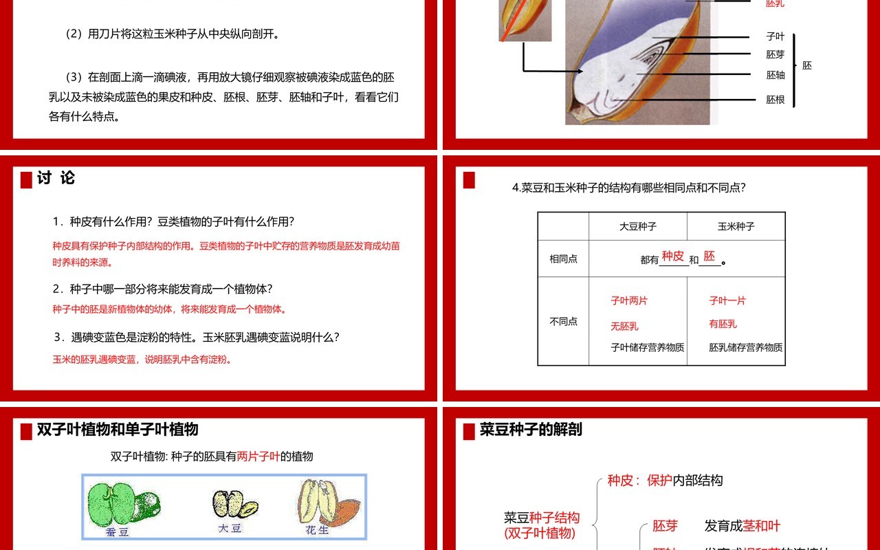 部编版七年级生物上册种子植物课件PPT模板