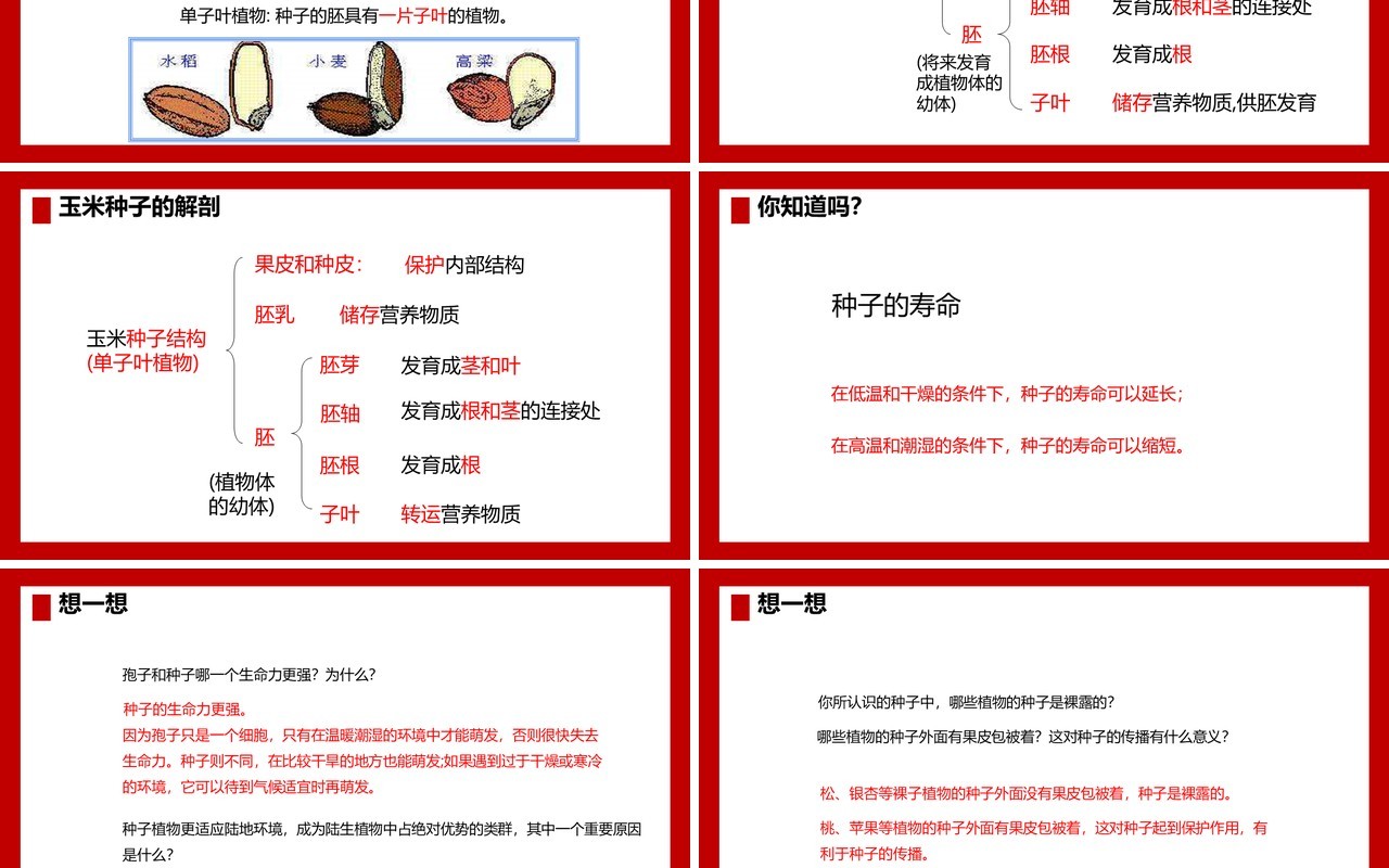 部编版七年级生物上册种子植物课件PPT模板