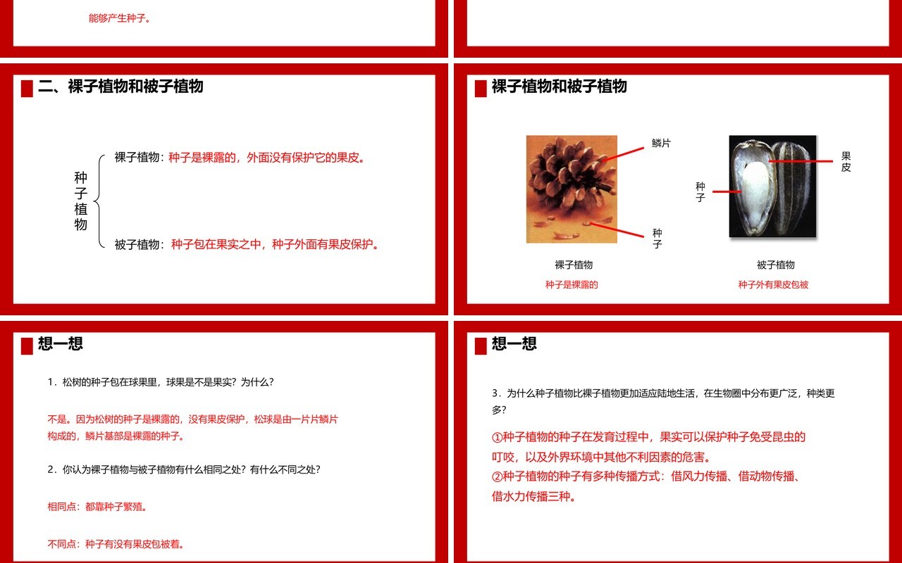 部编版七年级生物上册种子植物课件PPT模板