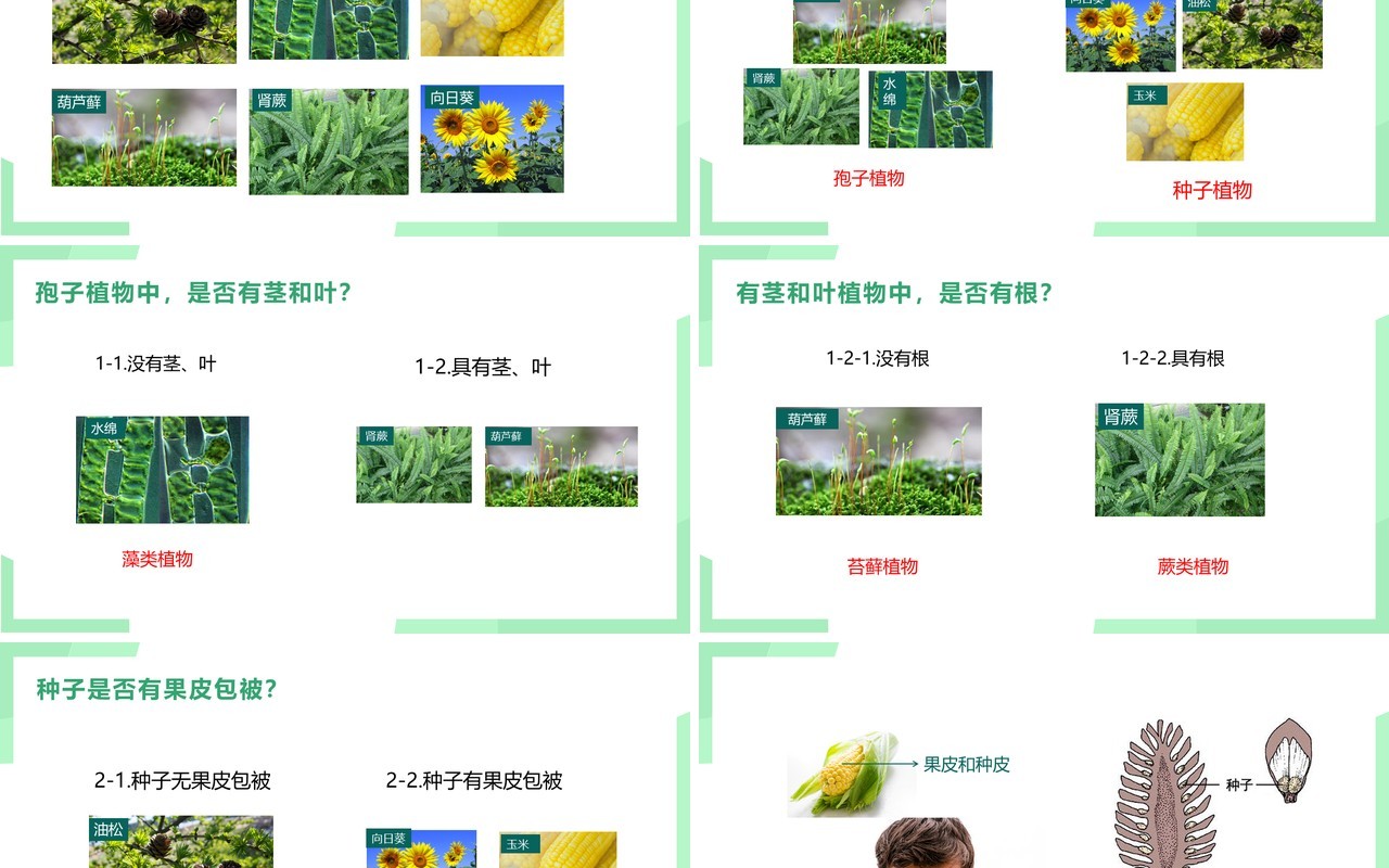 部编版八年级生物上册尝试第六单元对生物进行分类PPT模板