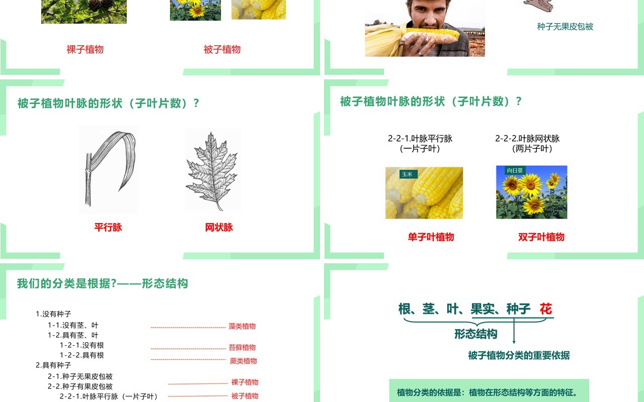 部编版八年级生物上册尝试第六单元对生物进行分类PPT模板