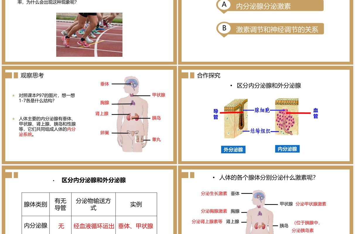 部编版九年级上册激素调节课件PPT模板