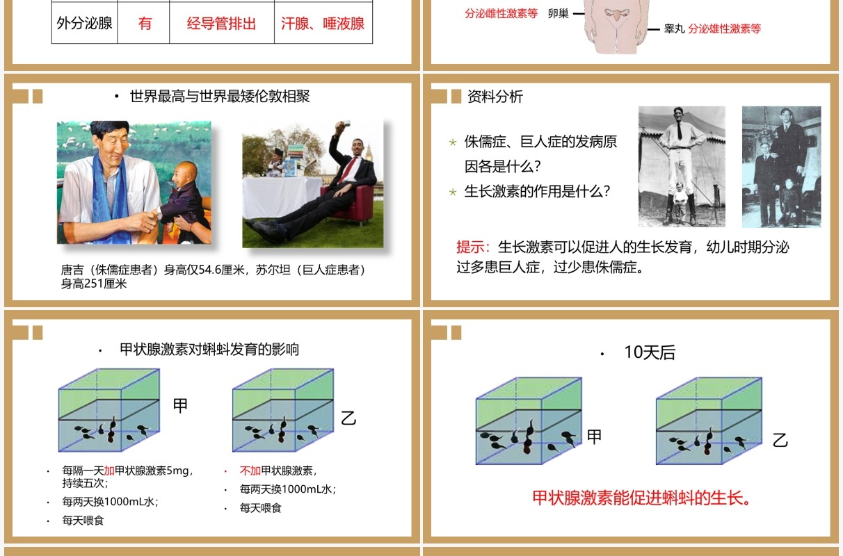 部编版九年级上册激素调节课件PPT模板