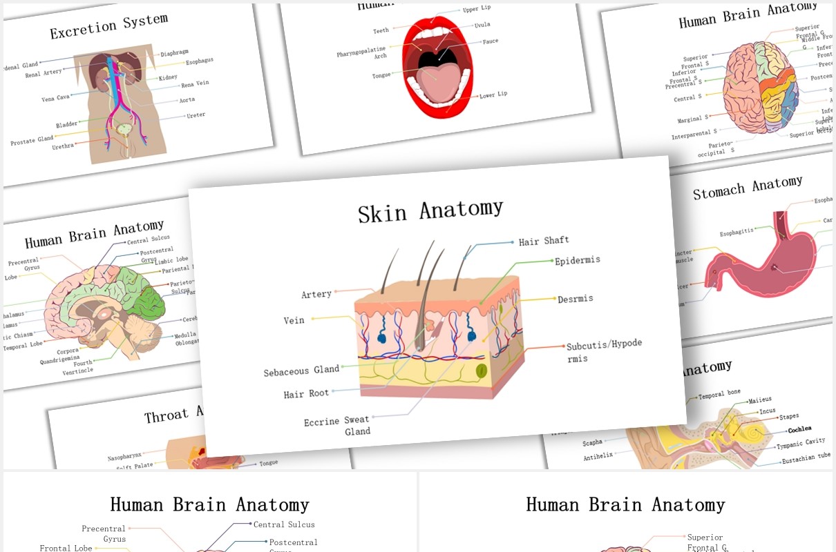 生物学医疗医院人体解剖学器官元素PPT素材Biology - Human Anatomy For Powerpoint