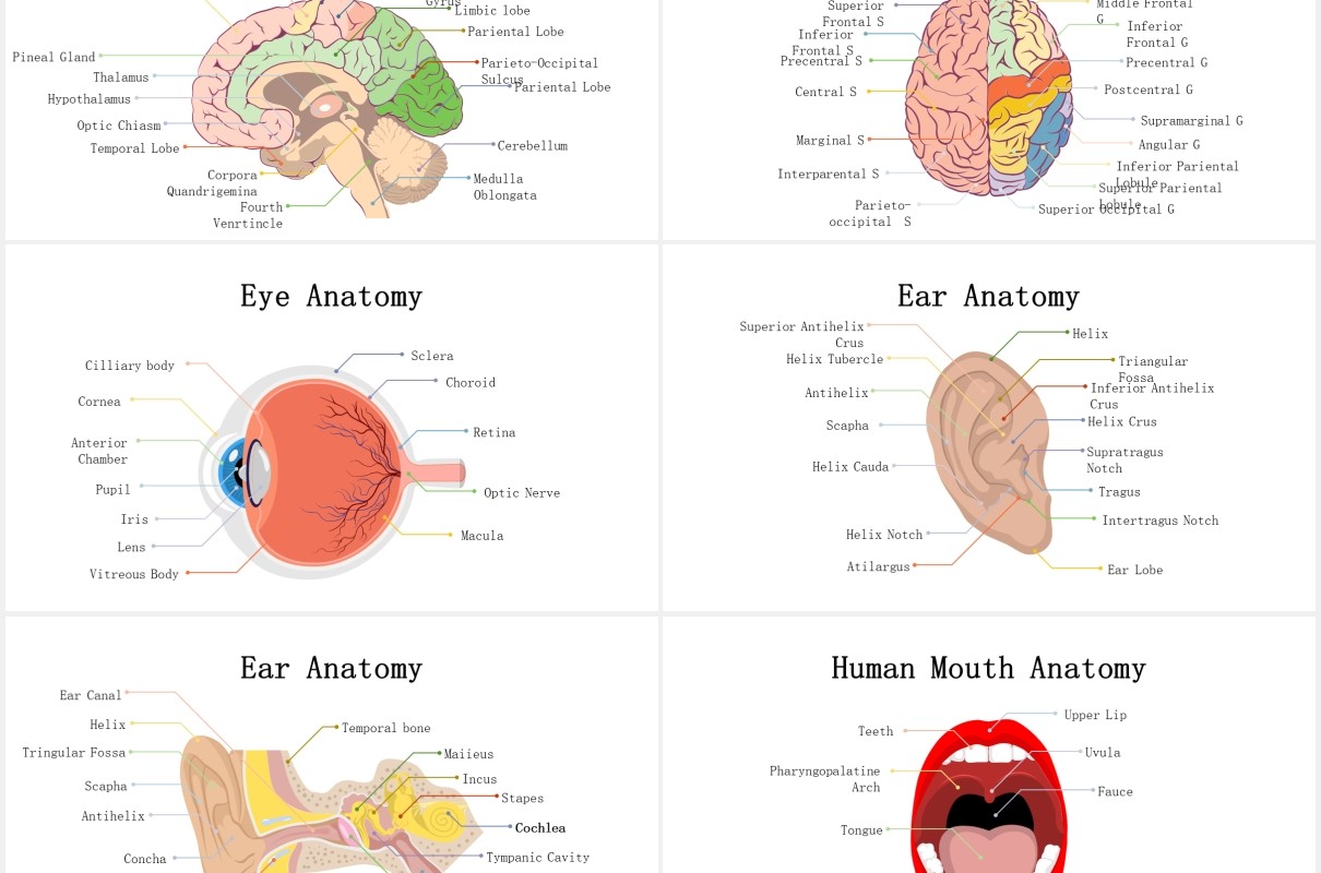 生物学医疗医院人体解剖学器官元素PPT素材Biology - Human Anatomy For Powerpoint