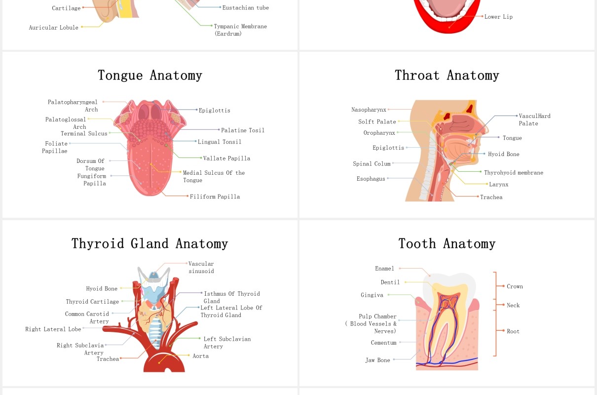 生物学医疗医院人体解剖学器官元素PPT素材Biology - Human Anatomy For Powerpoint