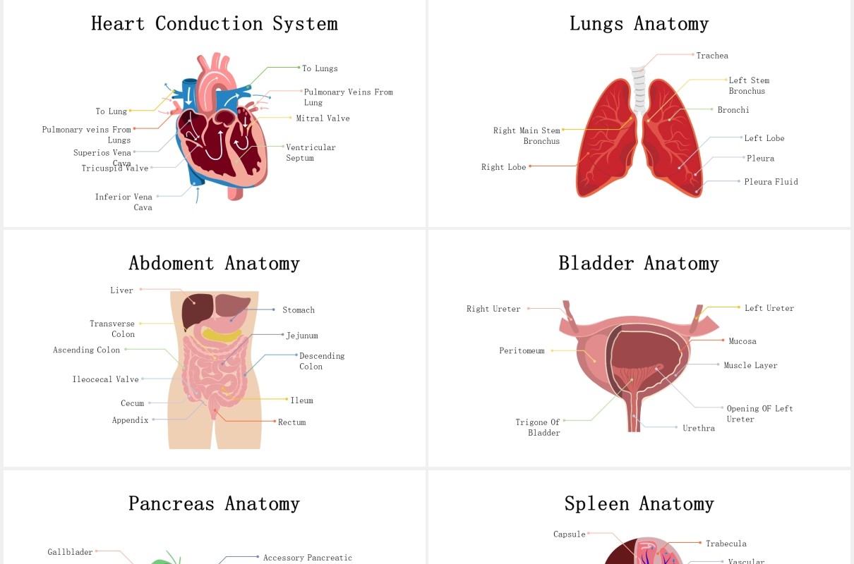 生物学医疗医院人体解剖学器官元素PPT素材Biology - Human Anatomy For Powerpoint
