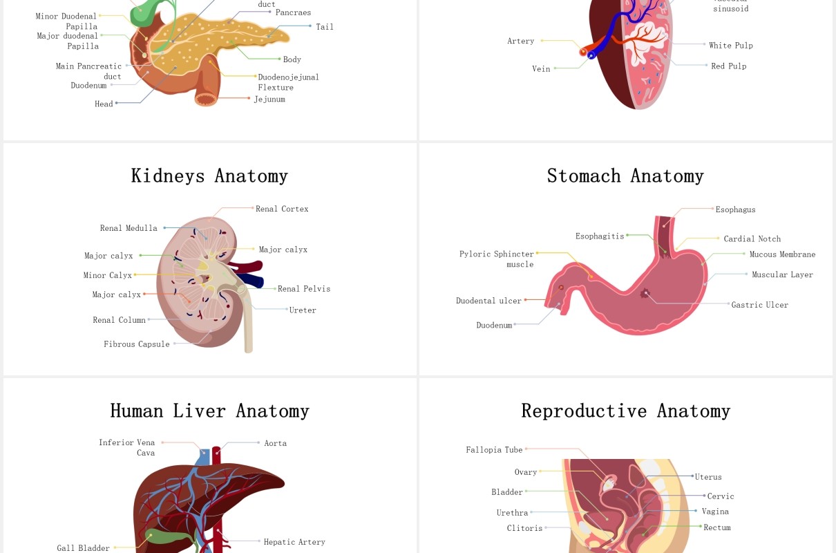 生物学医疗医院人体解剖学器官元素PPT素材Biology - Human Anatomy For Powerpoint