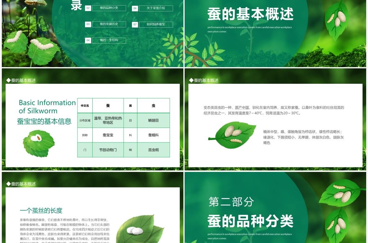 如何饲养蚕宝宝知识介绍动态PPT模板