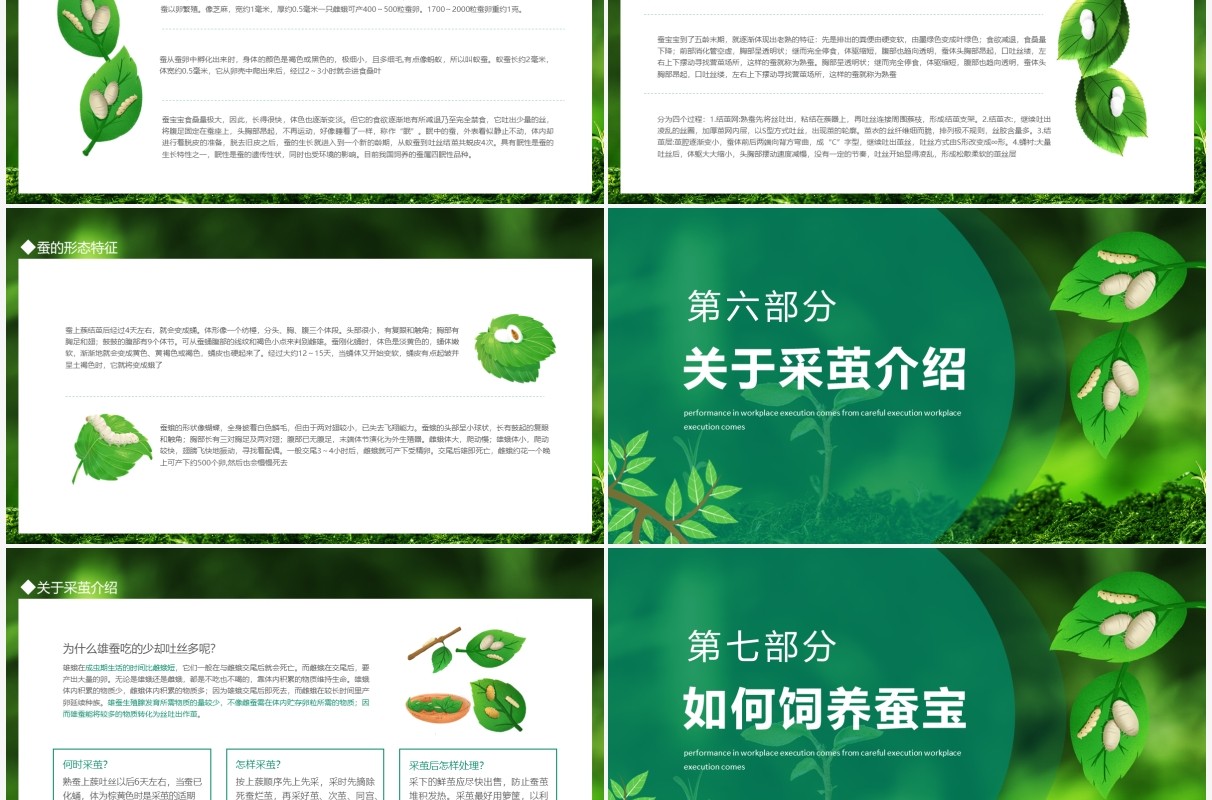 如何饲养蚕宝宝知识介绍动态PPT模板