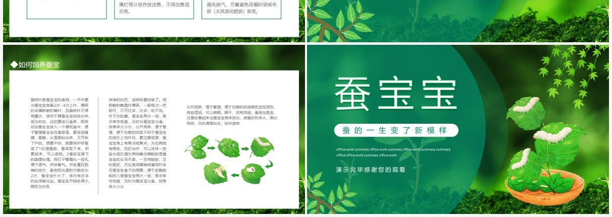 如何饲养蚕宝宝知识介绍动态PPT模板