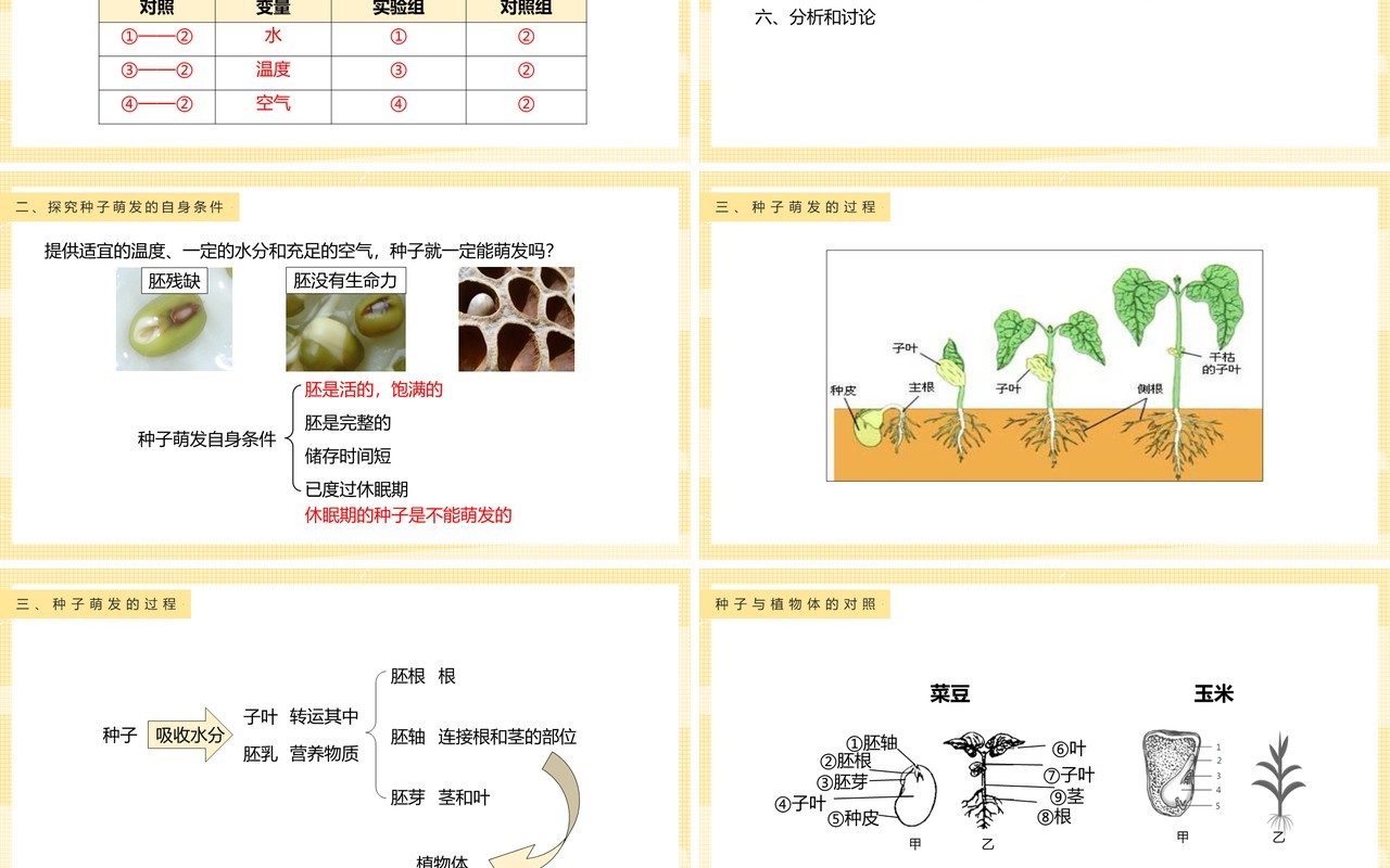 教科版四年级下册种子的萌发课件PPT模板