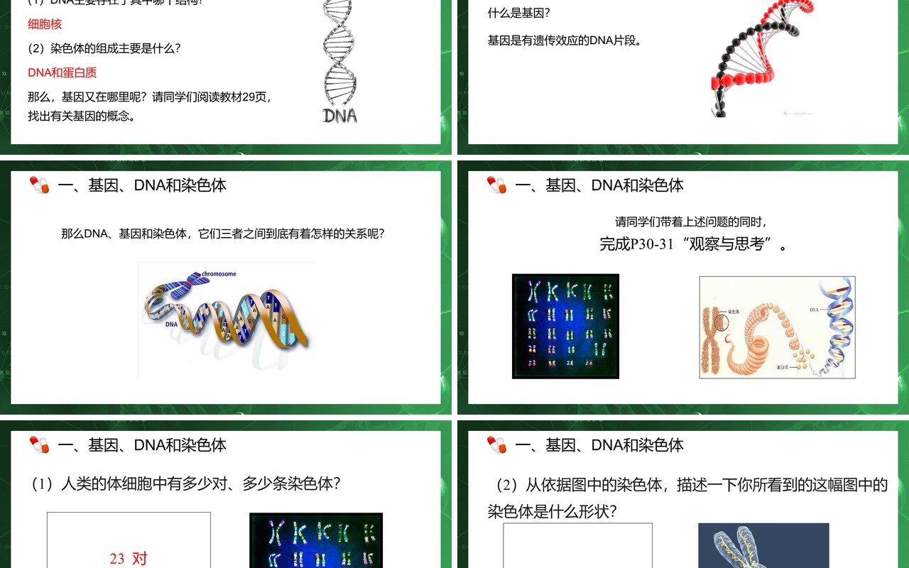 部编版八年级生物下册基因在亲子代间的传递课件PPT模板