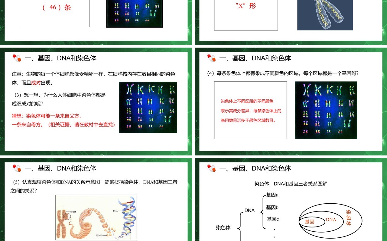 部编版八年级生物下册基因在亲子代间的传递课件PPT模板