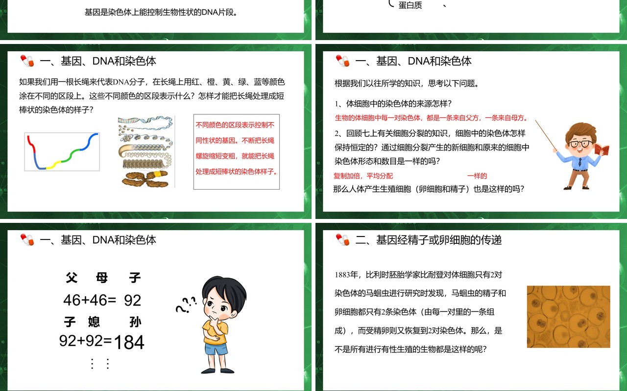 部编版八年级生物下册基因在亲子代间的传递课件PPT模板