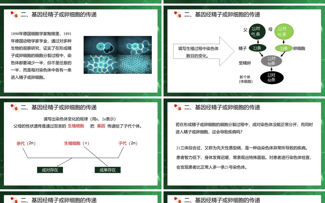 部编版八年级生物下册基因在亲子代间的传递课件PPT模板