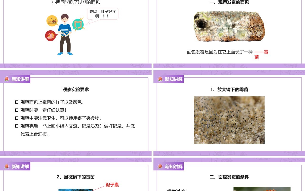 教科版四年级下册面包发霉了课件PPT模板