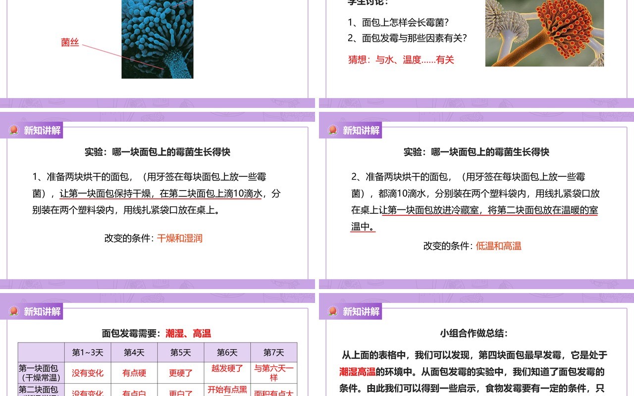 教科版四年级下册面包发霉了课件PPT模板