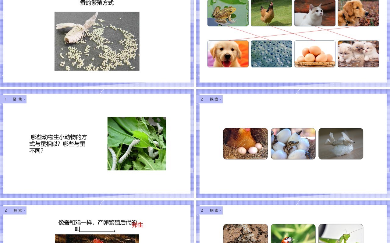 教科版四年级下册动物的繁殖课件PPT模板