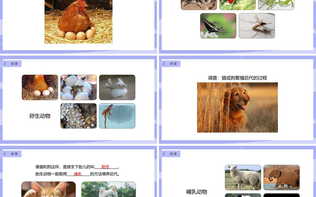 教科版四年级下册动物的繁殖课件PPT模板