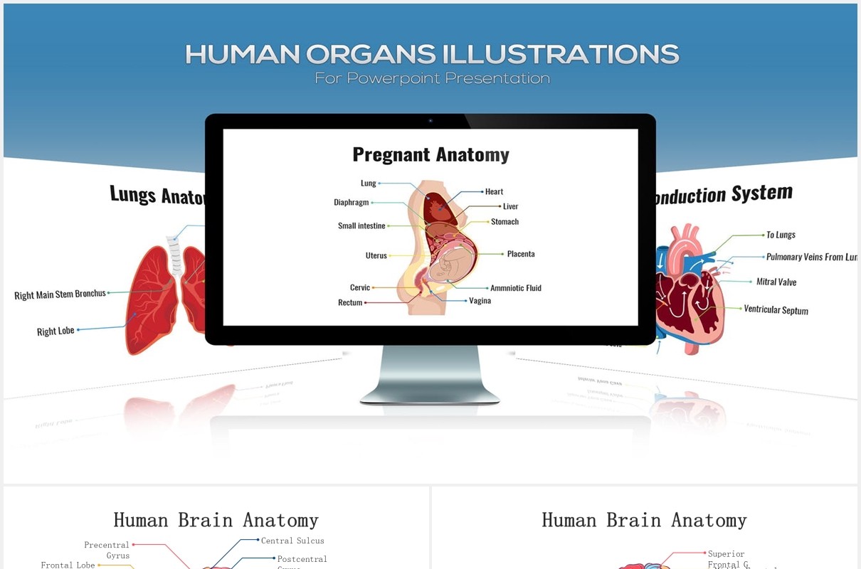 医疗医院生物人体器官大脑信息图表PPT素材元素Biology - Human Organs For Powerpoint
