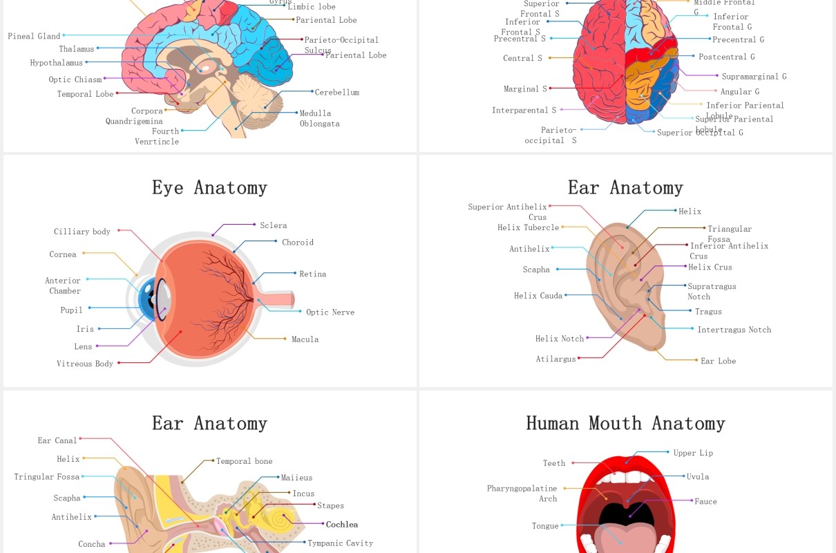 医疗医院生物人体器官大脑信息图表PPT素材元素Biology - Human Organs For Powerpoint