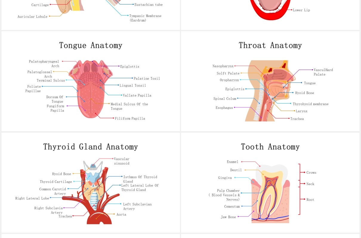 医疗医院生物人体器官大脑信息图表PPT素材元素Biology - Human Organs For Powerpoint