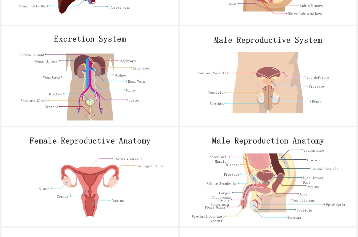 医疗医院生物人体器官大脑信息图表PPT素材元素Biology - Human Organs For Powerpoint