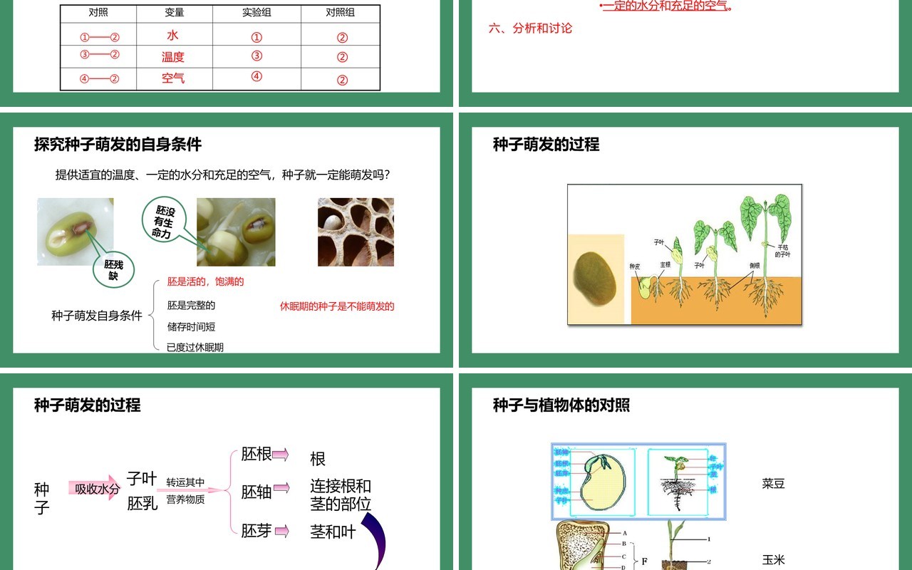 部编版七年级生物上册种子的萌发课件PPT模板