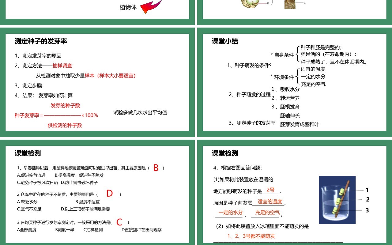 部编版七年级生物上册种子的萌发课件PPT模板