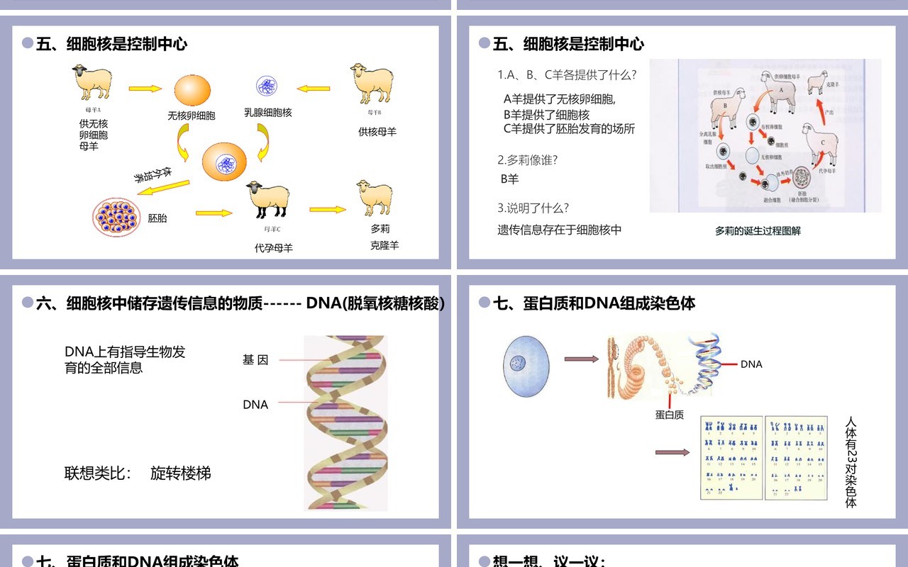 部编版七年级生物上册细胞的生活课件PPT模板