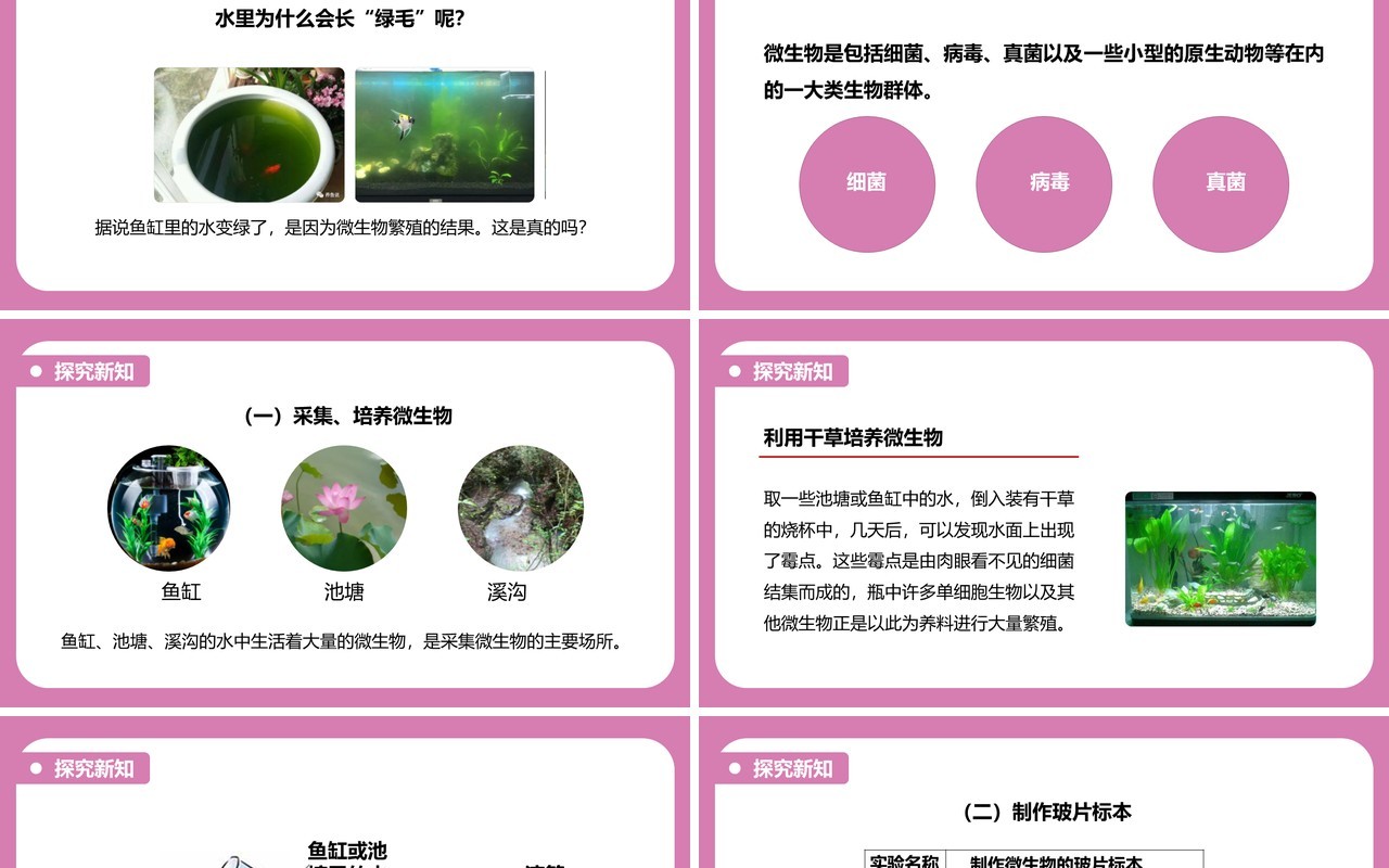教科版六年级科学下册用显微镜观察身边的生命世界课件PPT模板