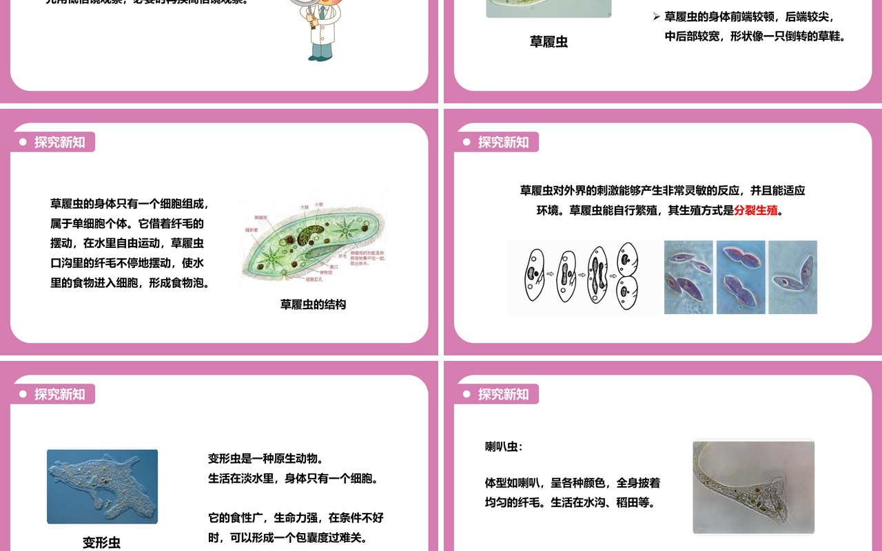 教科版六年级科学下册用显微镜观察身边的生命世界课件PPT模板