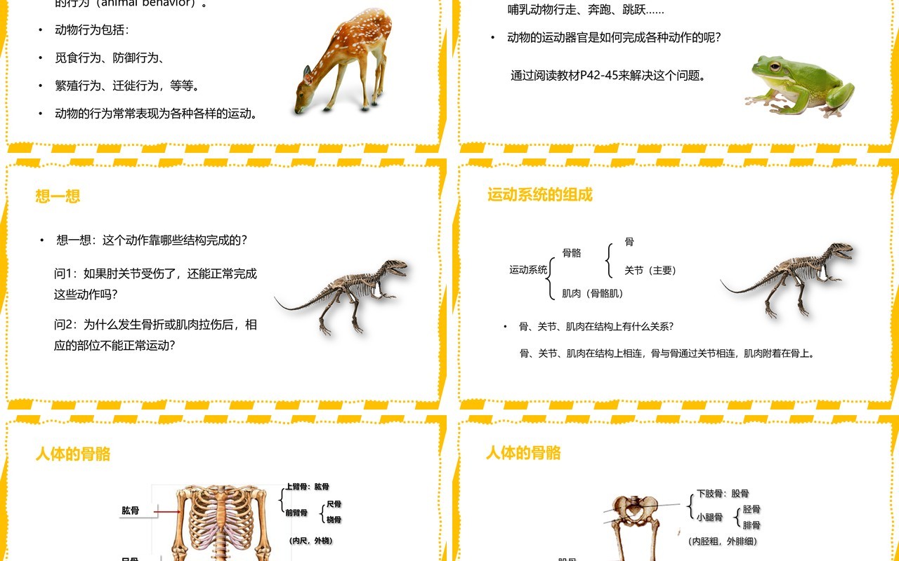 部编版八年级生物上册动物的运动PPT模板