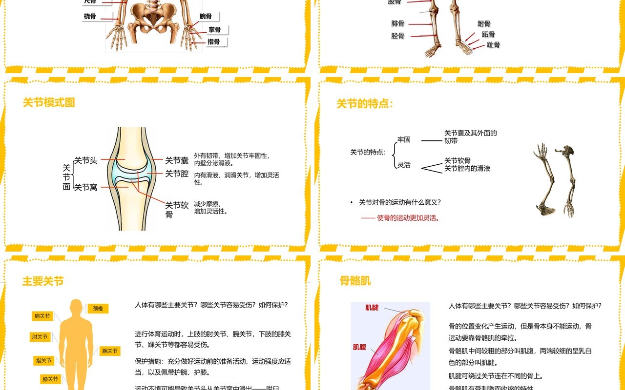 部编版八年级生物上册动物的运动PPT模板