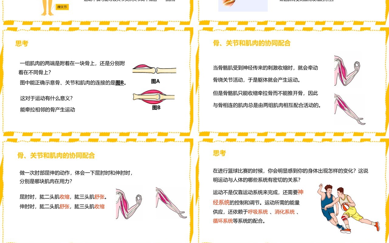 部编版八年级生物上册动物的运动PPT模板