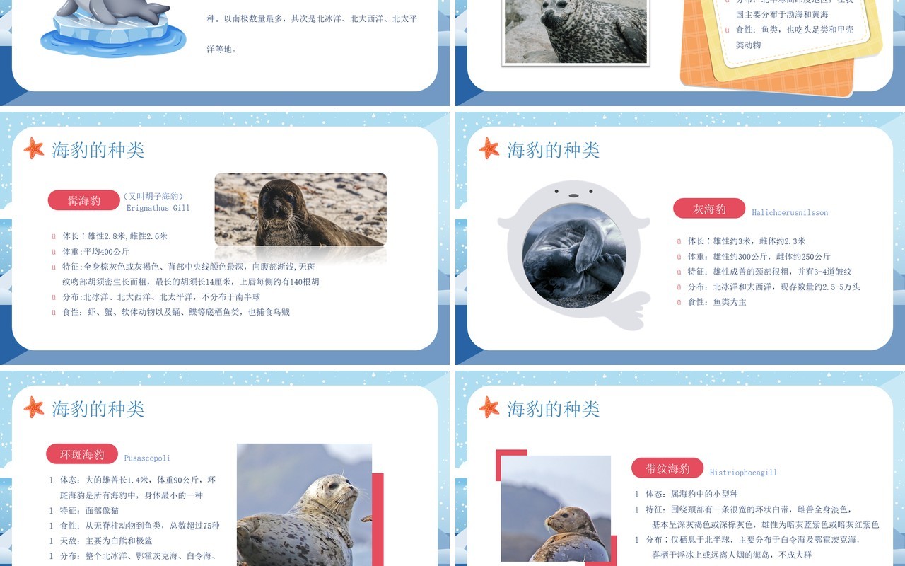 蓝色卡通风世界海豹日介绍PPT模板