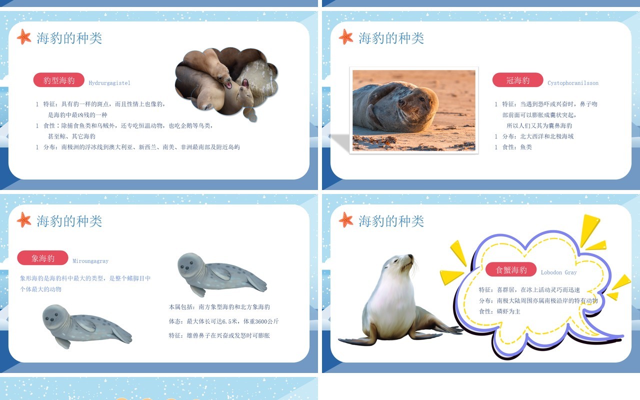 蓝色卡通风世界海豹日介绍PPT模板
